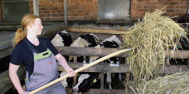 Für Schwangere gilt laut Mutterschutzverordnung eine Befreiung von Arbeiten, «die subjektiv beschwerlich sind». Für Bäuerinnen ist dies nicht einfach umsetzbar. 