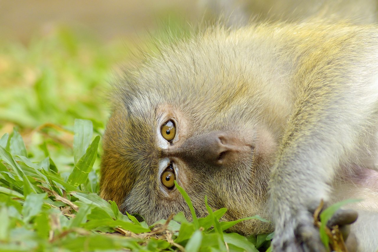 Affen sind nahe Verwandten der Menschen, die selbst zu den Primaten gehören. Ihrer Fähigkeiten und Eigenschaften wegen sollen ihnen Grundrechte garantiert werden, so die Forderung der Initiative «Grundrechte für Primaten». (Bild Pixabay) 