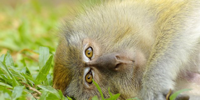 Affen sind nahe Verwandten der Menschen, die selbst zu den Primaten gehören. Ihrer Fähigkeiten und Eigenschaften wegen sollen ihnen Grundrechte garantiert werden, so die Forderung der Initiative «Grundrechte für Primaten». (Bild Pixabay)  