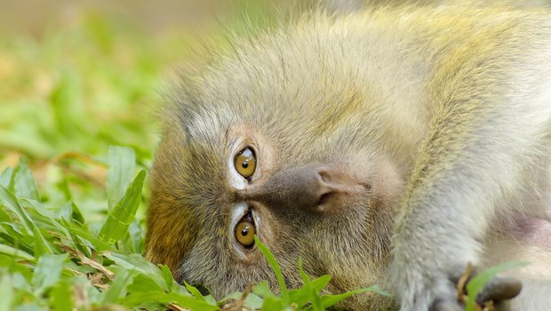 Affen sind nahe Verwandten der Menschen, die selbst zu den Primaten gehören. Ihrer Fähigkeiten und Eigenschaften wegen sollen ihnen Grundrechte garantiert werden, so die Forderung der Initiative «Grundrechte für Primaten». (Bild Pixabay) 
