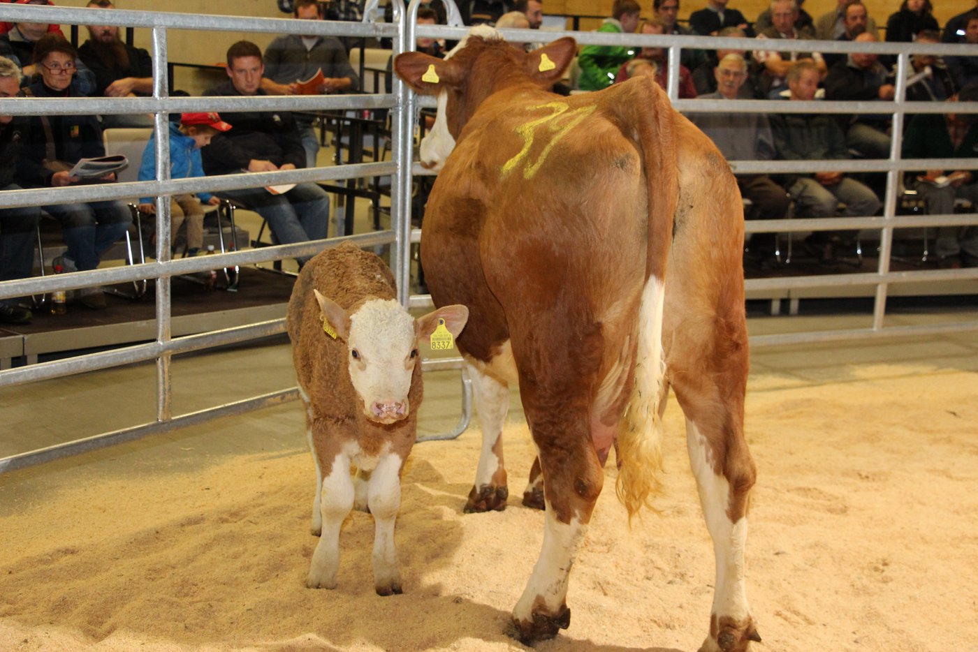 Eine der aufgeführten Kühe mit Kalb bei Fuss. 