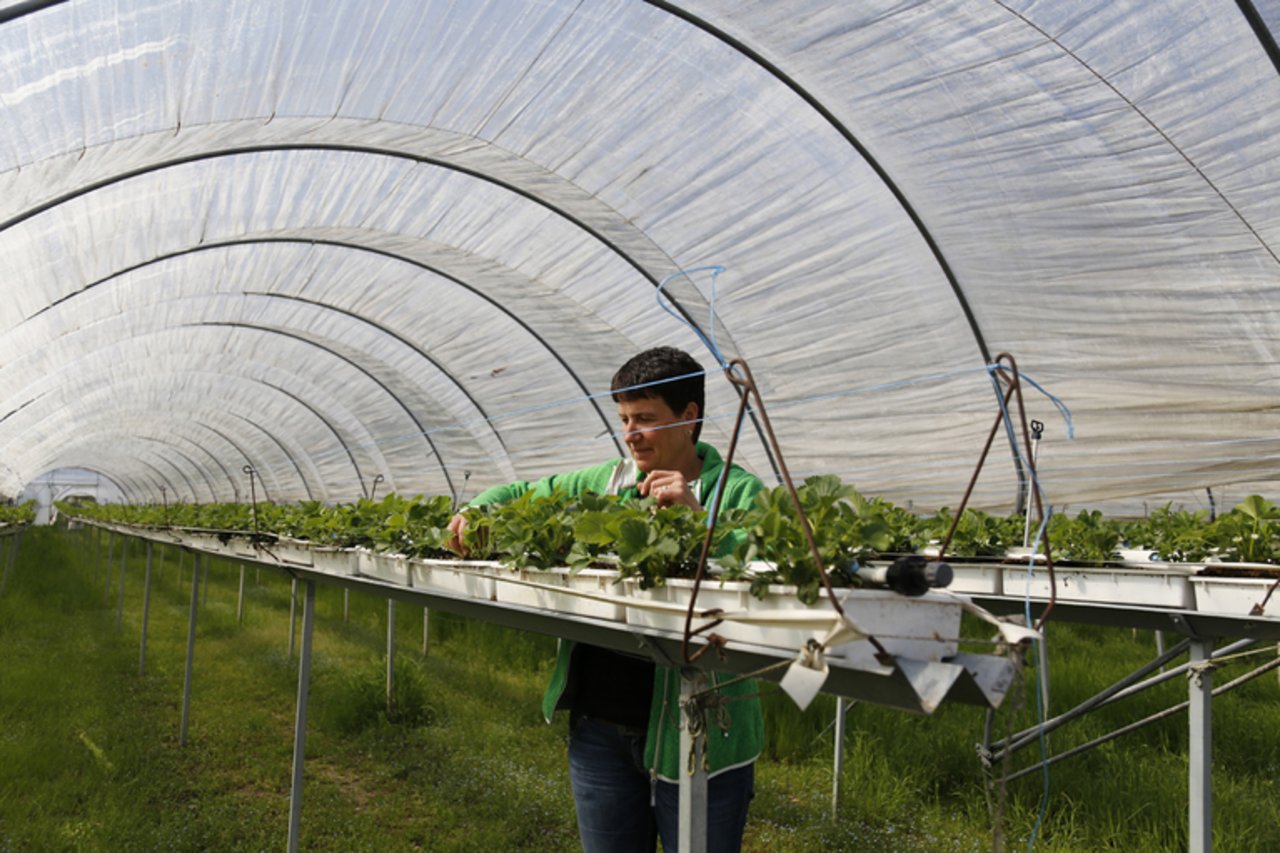 Der Folientunnel schützt die Substrat-Erdbeeren vor Starkregen und Hagel.