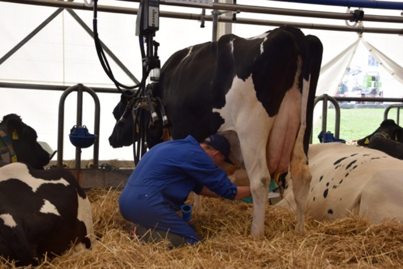 Landwirt Mike Bircher beim Melkwettbewerb. Kuh Tennesse nimmt den Trubel gelassen. (Bilder jw)