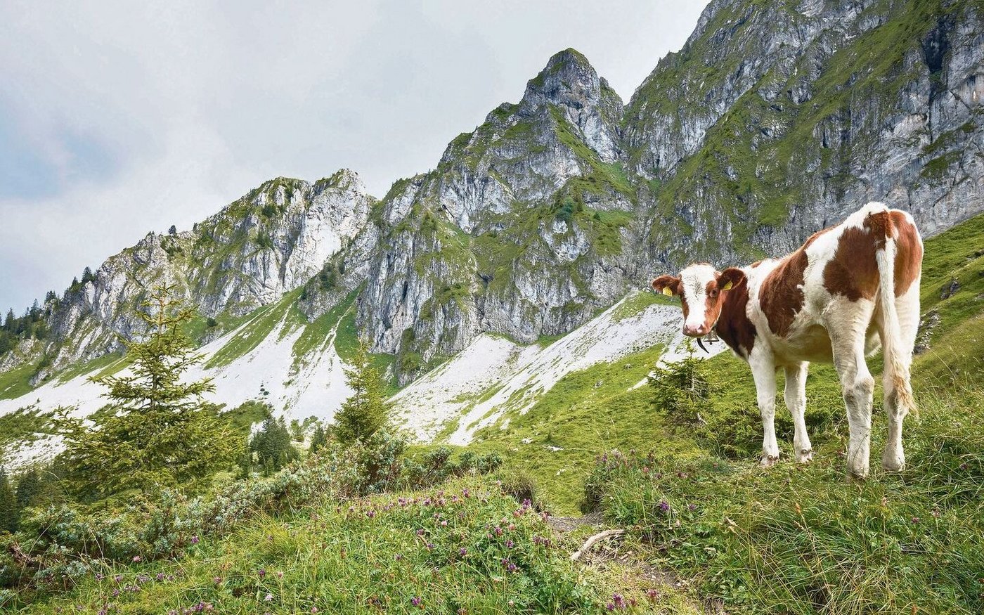 Wölfe reissen längst nicht mehr nur Schafe, sondern auch Rinder. Die Älplerinnen und Älpler machen einen guten Job und behalten ihre Tiere im Auge. Trotzdem kommt es zu Rissen. 