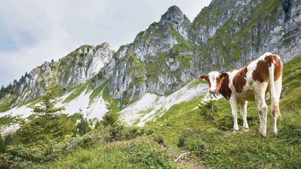 Wölfe reissen längst nicht mehr nur Schafe, sondern auch Rinder. Die Älplerinnen und Älpler machen einen guten Job und behalten ihre Tiere im Auge. Trotzdem kommt es zu Rissen. 