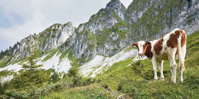Wölfe reissen längst nicht mehr nur Schafe, sondern auch Rinder. Die Älplerinnen und Älpler machen einen guten Job und behalten ihre Tiere im Auge. Trotzdem kommt es zu Rissen. 