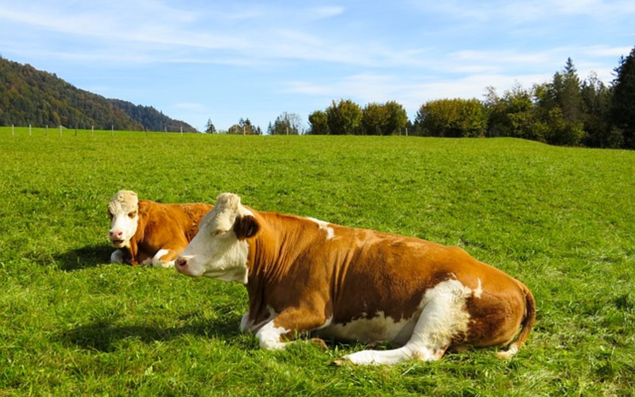 Die Täter luden vier Kühe ein und verliessen die Weide in eine unbekannte Richtung. (Symbolbild Pixabay)
