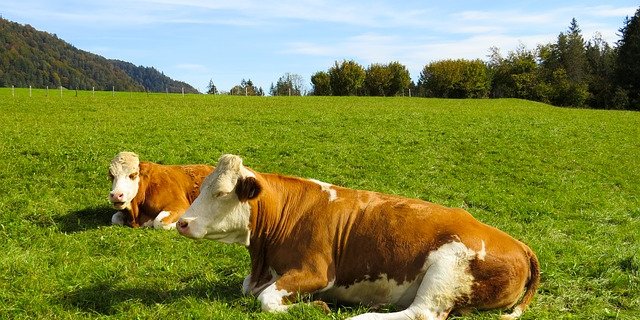 Die Täter luden vier Kühe ein und verliessen die Weide in eine unbekannte Richtung. (Symbolbild Pixabay)