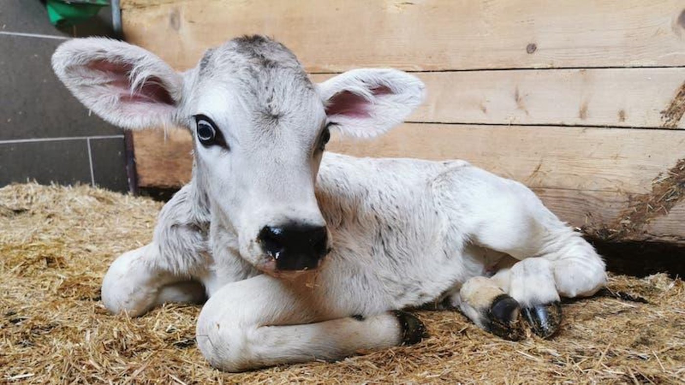 "Ich war sehr gerührt, dass dem Leben von Kuh und Kalb so ein hoher Stellenwert beigemessen wird", sagt Tierarzt Peter Weisser gegenüber dem St.Galler Tagblatt. (Bild zVg)