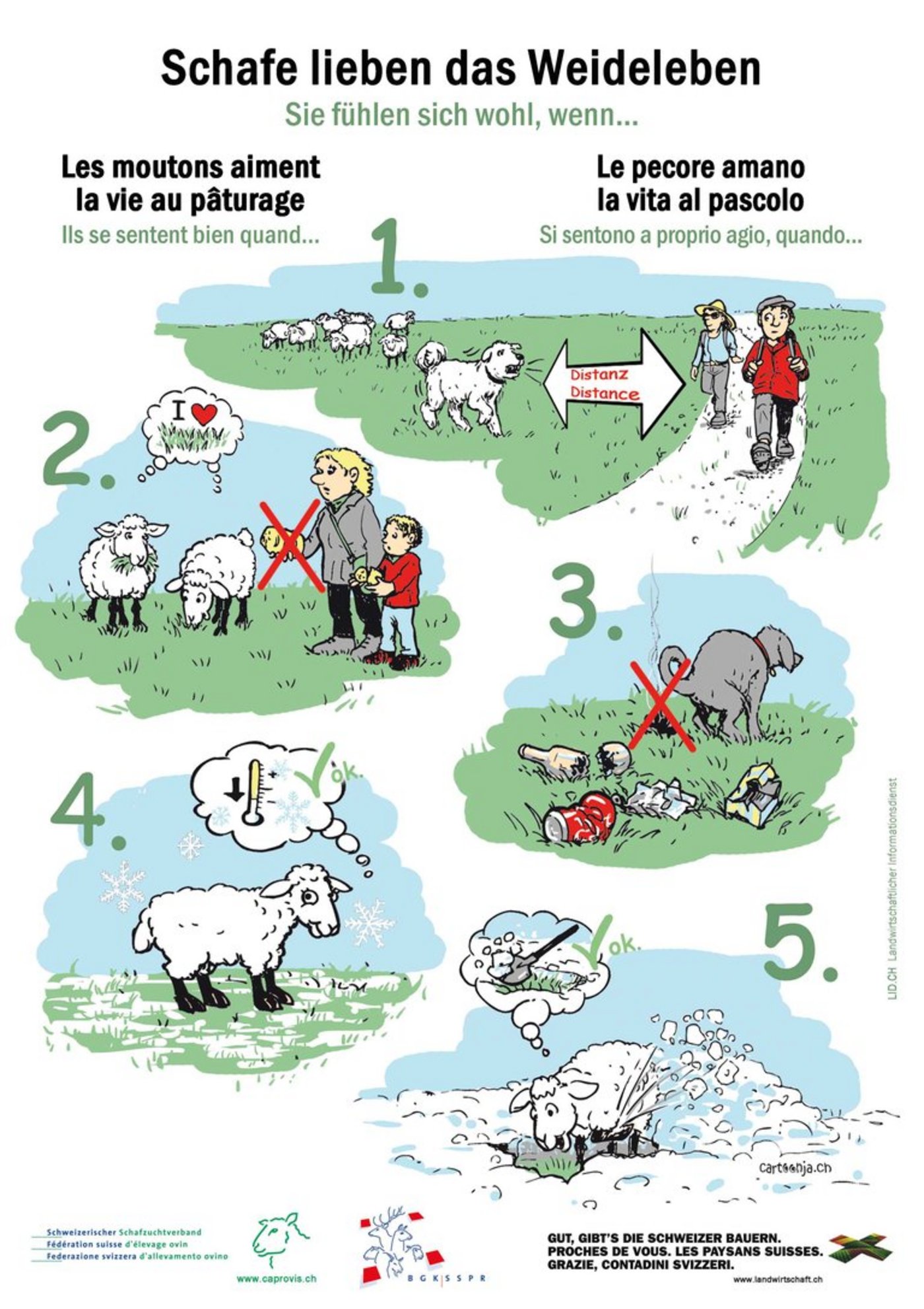 Die neue Infotafel informiert Spaziergänger über Schafe, ihre Besonderheiten und Bedürfnisse. (Bild zVg)