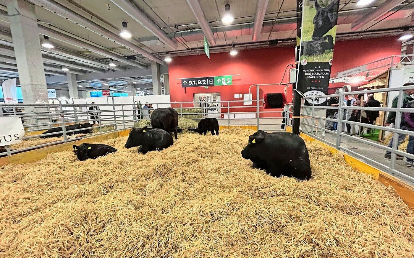 Die Mutterkühe, ihre Kälber und  Stier Gomez von Familie Soler liessen es an der Tier & Technik ruhig angehen. 