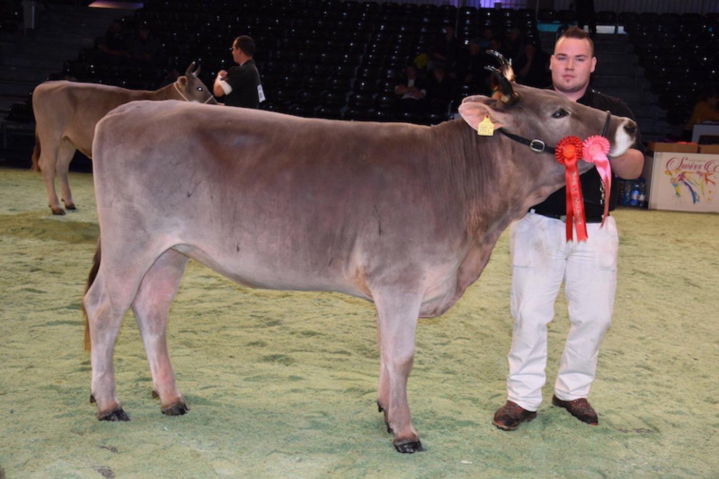 Bei den Original-Braunvieh holte Lordan Lorina von Thomas Siegrist, Röthenbach i. E., den Rinder-Champion-Titel. Sie wurde von Max Stucki vorgeführt.