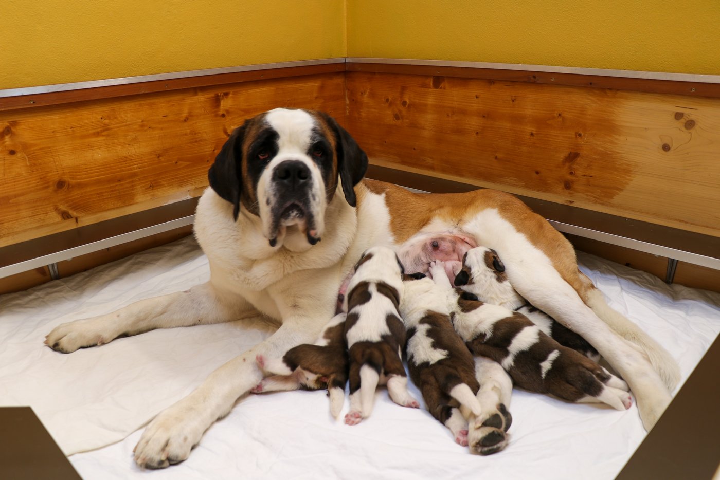 Die stolze Hundemama «Helvi au Moullin Tallans» mit ihren Welpen. (Bild Fondation Barry)
