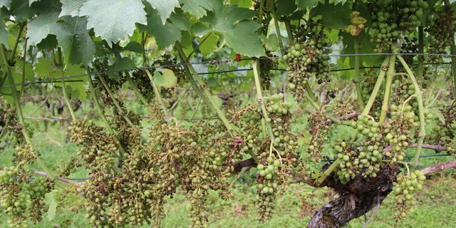Ein trostloses Bild: Vom Pilz befallene Trauben sind bereits abgestorben und eingetrocknet. (Bild RoMü)