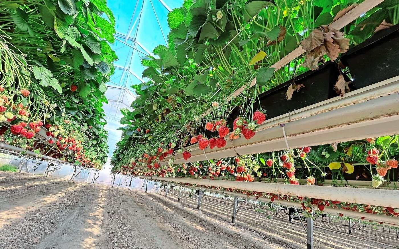 Auf einer Hektare wachsen im Gewächshaus Erdbeeren. Nach der ersten Ernte kommt ein zweiter Satz Erdbeeren hinein und im Juli ein dritter Satz.