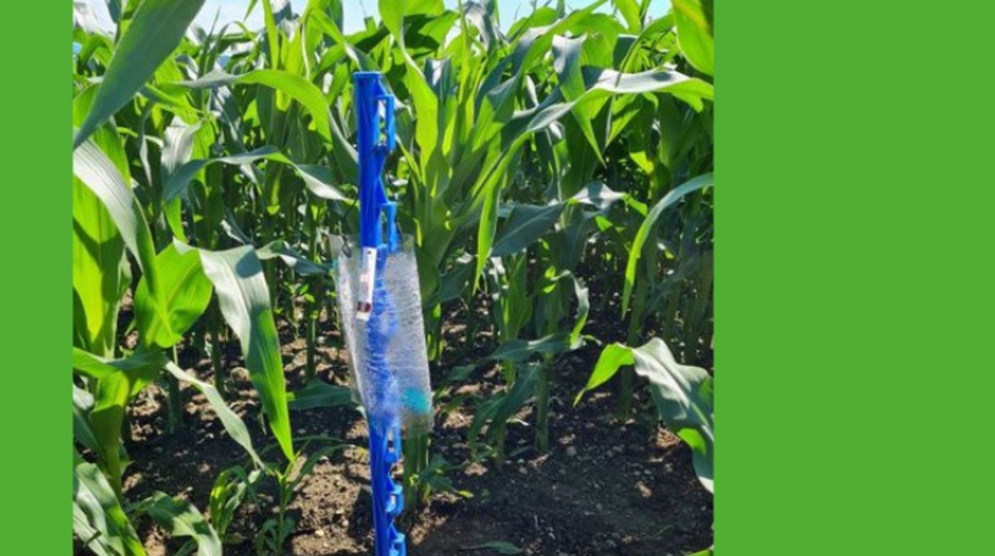 Da ein Einflug der Käfer auch im September noch möglich ist, können die für das nächste Jahr geltenden Zonen mit dem Anbauverbot von Mais nach Mais nicht vor Mitte September kommuniziert werden. (Bild Wallierhof)