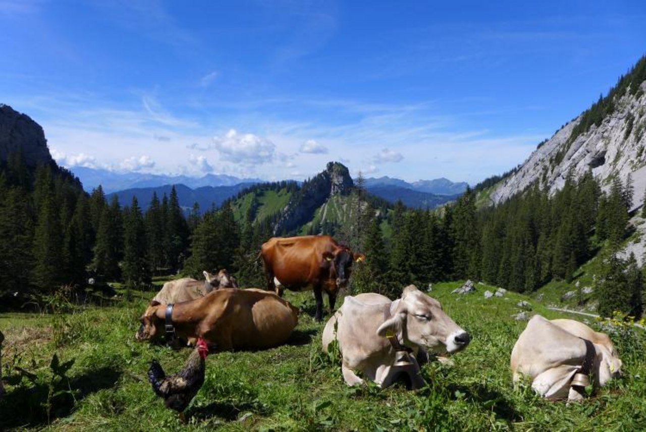 Eindrücke von der Alp Laub. (Bilder zVg)