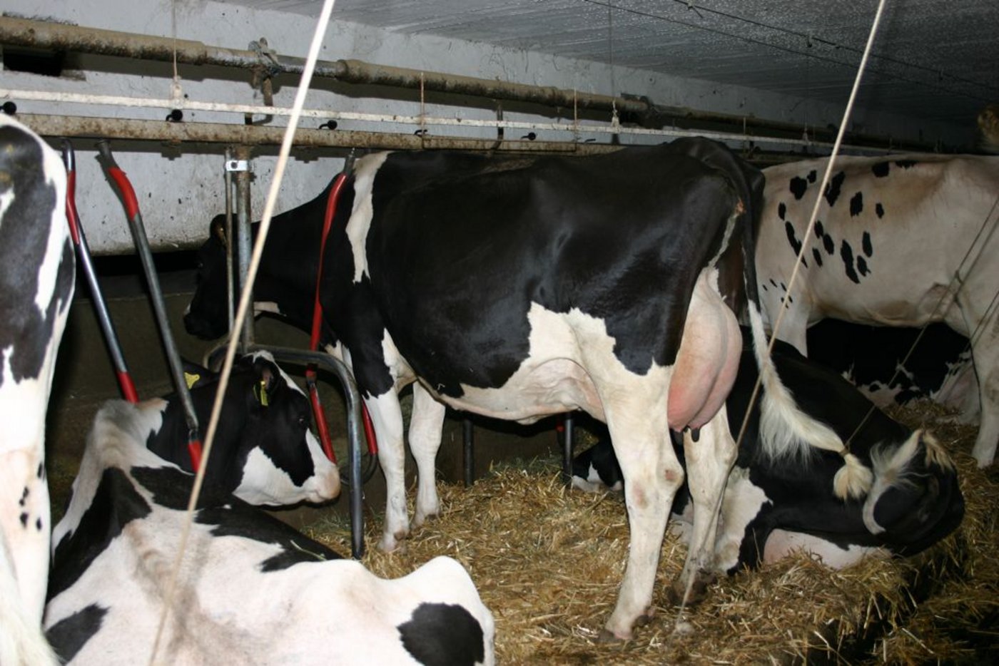 DE: Forderung eines Verbotes für Anbindehaltung (Bild BauZ)