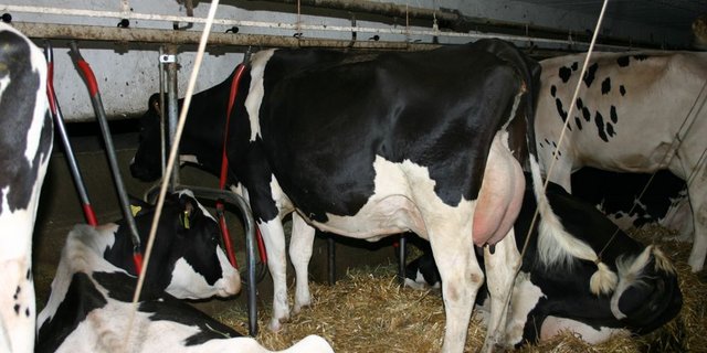 DE: Forderung eines Verbotes für Anbindehaltung (Bild BauZ)