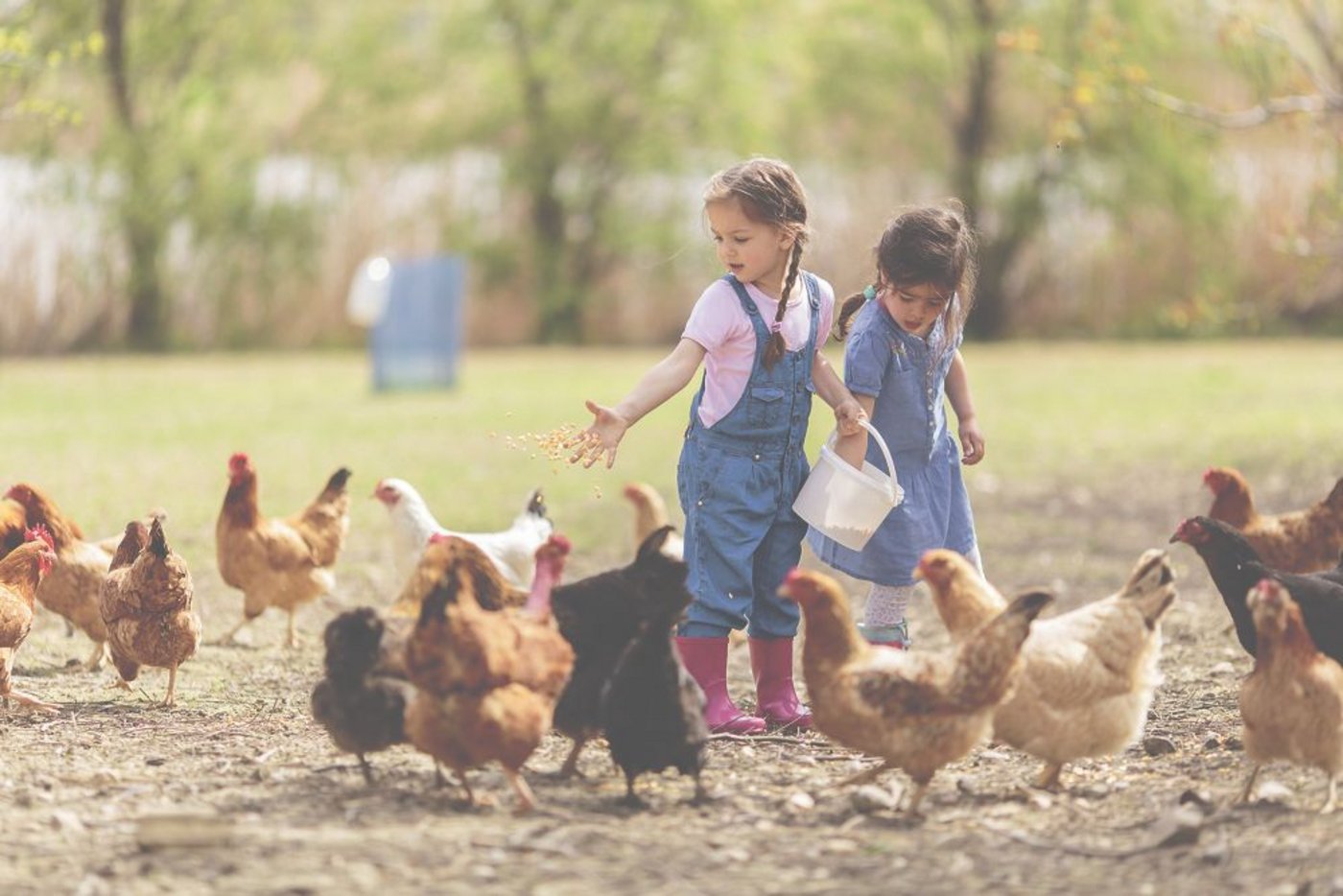 Landwirtschaftsnahe Tätigkeiten wie etwa Ferien auf dem Bauernhof sollen für die SAK-Berechnung neu einfliessen dürfen. Dies aber nur beim   Bodenrecht oder für die Strukturverbesserungen. (Bild Fotolia)