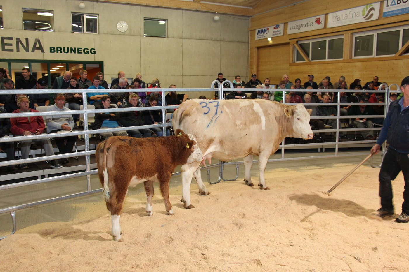 Noch ein Mutter-Kalb-Gespann.