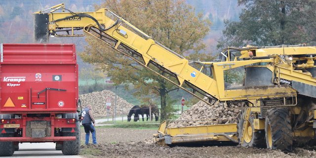 Der exakt geplante Einsatz der Verlademäuse ist Grundvoraussetzung für eine getaktete Anfuhr in die Zuckerfabrik. (Bild: Ruth Aerni)