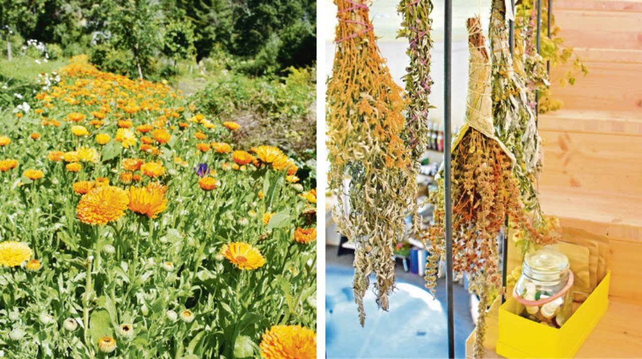 Li: Wie ein gelb-oranger Fluss zieht sich das lange Ringelblumen-Beet durch den Garten. Re: Fürs Auge und die Nase: Die kopfüber aufgehängten Räuchersträusse.