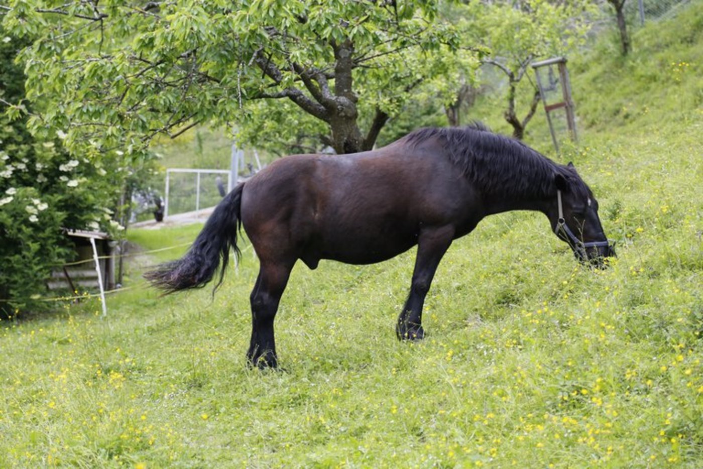 Für ihre Gültigkeit müssen Equidenpässe von einer anerkannten Stelle ausgestellt werden. (Symbolbild/ji)