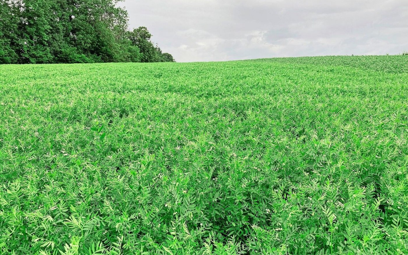 Die letzten Jahre war der Anbau von Körnerleguminosen bei den Baselbietern schwierig, doch das Erntegut können sie direktvermarkten.