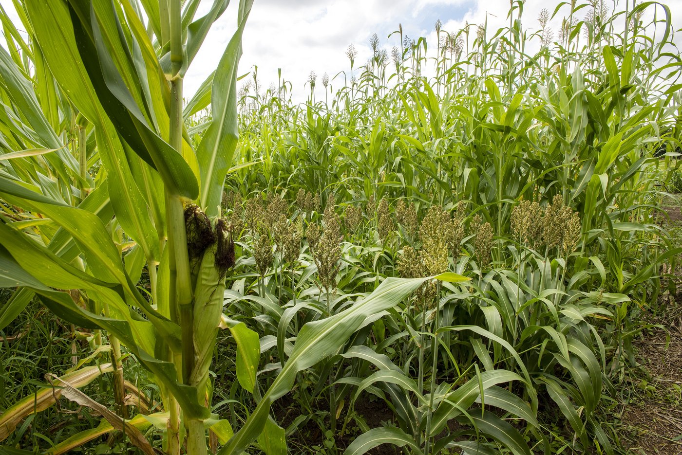 Silosorghum gewinnt angesichts des Klimawandels immer mehr an Bedeutung im Futterbau. In trockenen Jahren ist er dem Silomais quantitativ überlegen. Im Bild v. l. n. r.: Mais, Körnersorghum und der bis zu 4 m hochwachsende Silosorghum. (Bild Gabriela Brändle, Agroscope) 