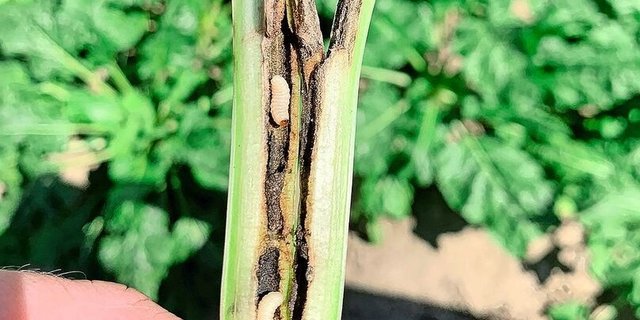 Zwei Larven des Rüsselkäfers im Rübenblattstiel.