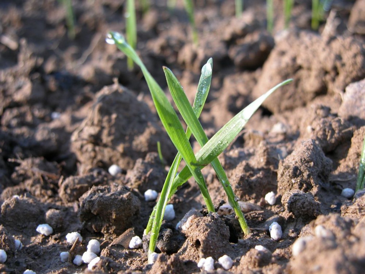 Die FAO geht davon aus, dass der globale Verbrauch von Stickstoff bis 2018 um jährlich 1,4 % zunehmen wird, der von Phosphat um 2,2 % sowie der von Kali um 2,6 %. (Bild BauZ)