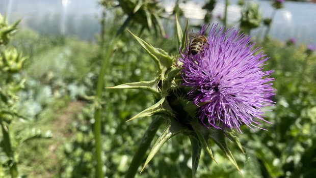 Der «Kassensturz»-Wildblumen-Sieger vom Schwand Die Wildblumen-Mischung von Artha-Samen soll für Insekten und Vögel «sehr wertvoll» sein, wie Ergebnisse des Kassensturz-Berichts zeigen. (Bilder Sera J. Hostettler)