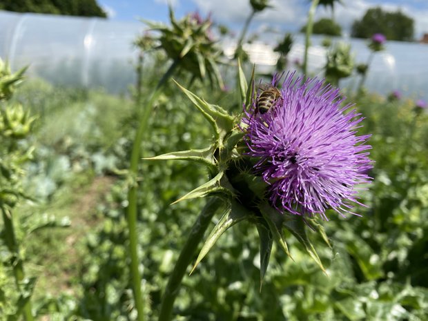 Der «Kassensturz»-Wildblumen-Sieger vom Schwand Die Wildblumen-Mischung von Artha-Samen soll für Insekten und Vögel «sehr wertvoll» sein, wie Ergebnisse des Kassensturz-Berichts zeigen. (Bilder Sera J. Hostettler)