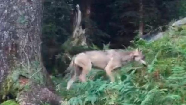 Der erste Wolf im Glarnerland seit der Rückkehr des Raubtieres in die Schweiz wurde im September 2016 oberhalb Mollis entdeckt. (Bild Amt für Jagd und Fischerei Glarus)