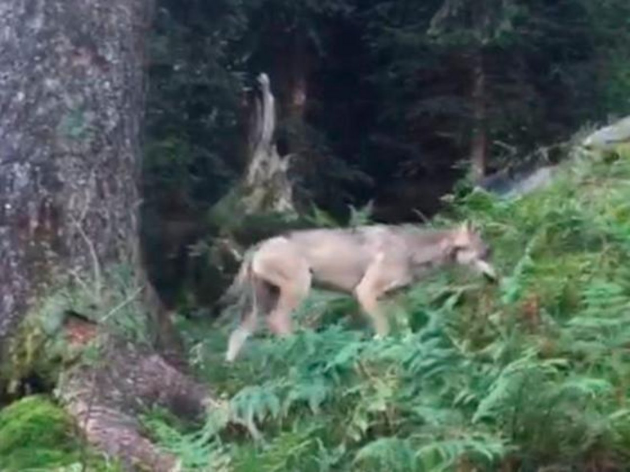 Der erste Wolf im Glarnerland seit der Rückkehr des Raubtieres in die Schweiz wurde im September 2016 oberhalb Mollis entdeckt. (Bild Amt für Jagd und Fischerei Glarus)