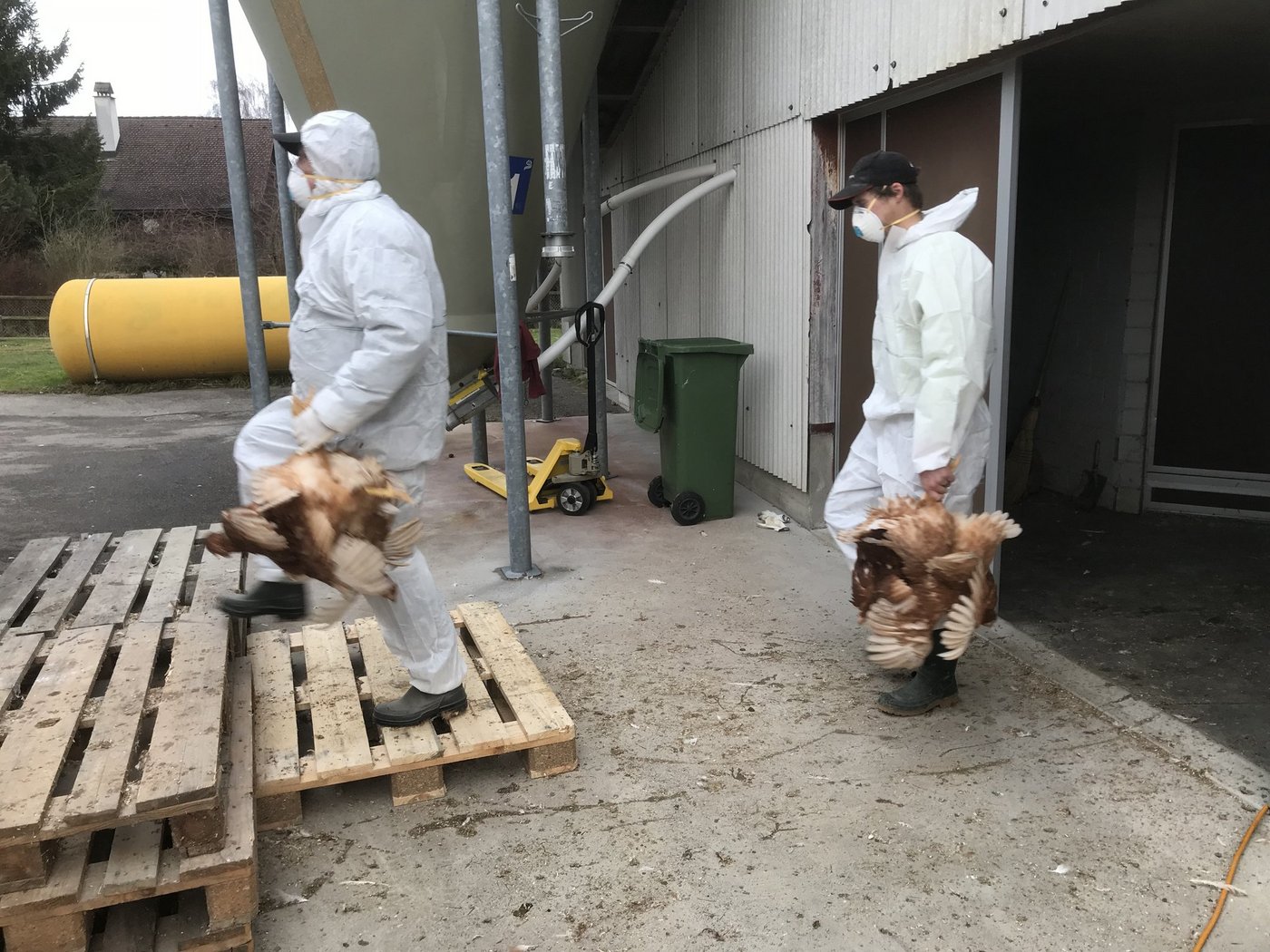 Die Tiere werden aus dem Stall zum Container gebracht. (Bild zVg)