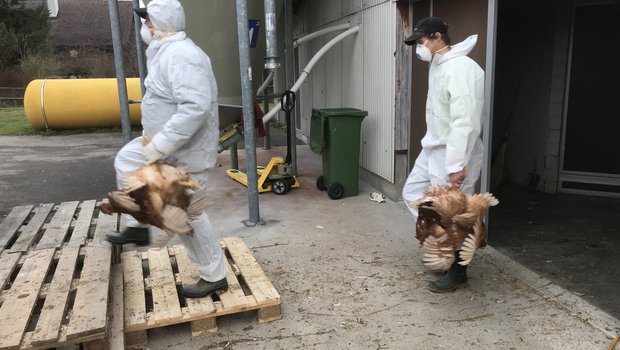 Die Tiere werden aus dem Stall zum Container gebracht. (Bild zVg)