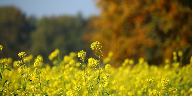 Die empfohlenen Sorten müssen einer Reihe von Kriterien genügen, um auf die Liste von Swiss Granum zu kommen. (Bild Pixabay)