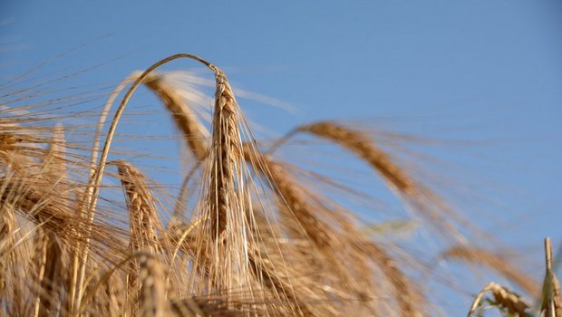 Die Schweiz exportiert jährlich rund 50 000 Tonnen Getreide. (Symbolbild Bauz)