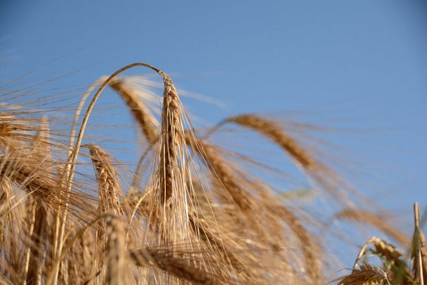 Die Schweiz exportiert jährlich rund 50 000 Tonnen Getreide. (Symbolbild Bauz)