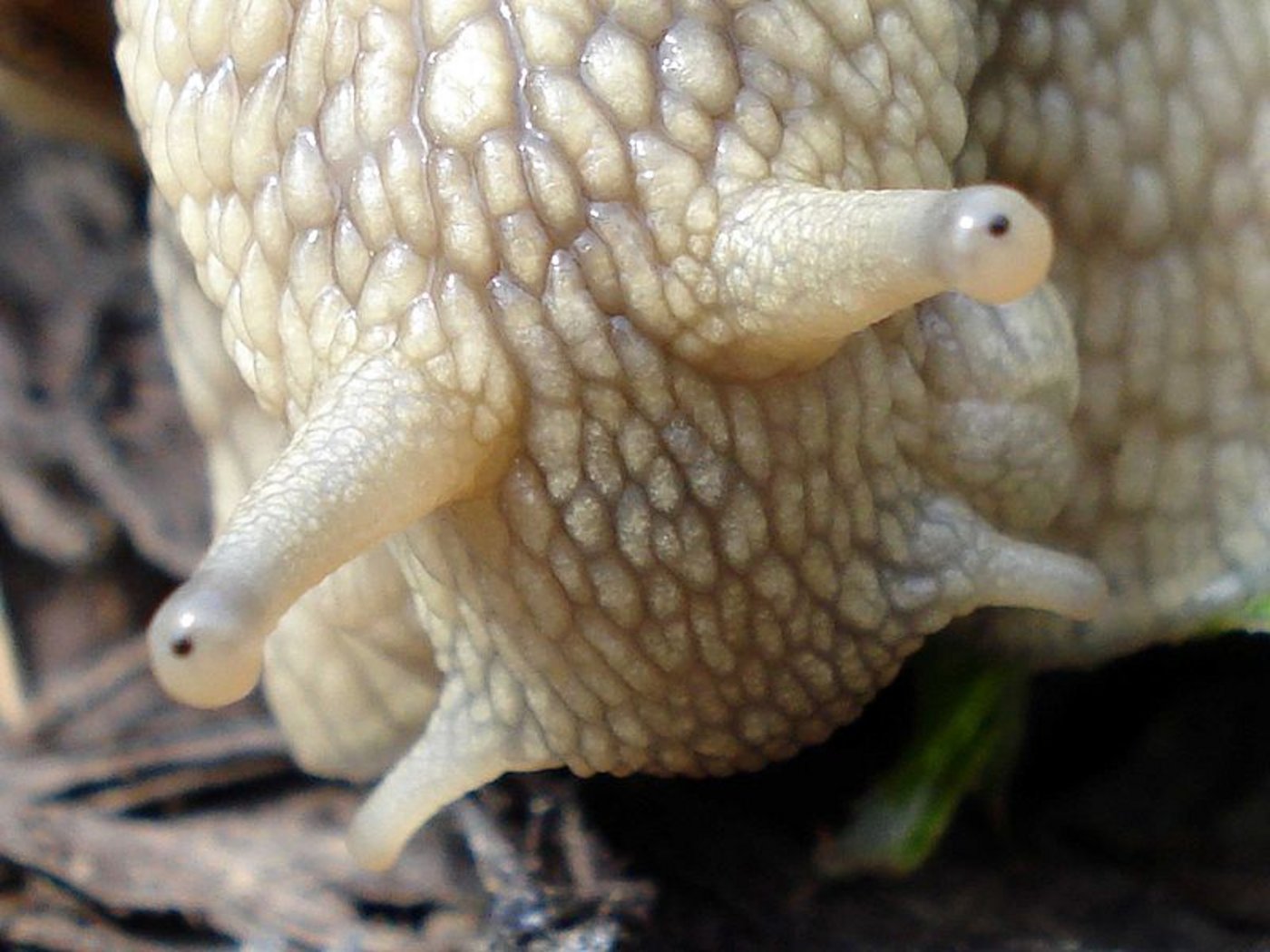 ... bedroht Europas Schneckenarten wie die Weinbergschnecke. (Bilder: Shinji Sugiura/Fornax)