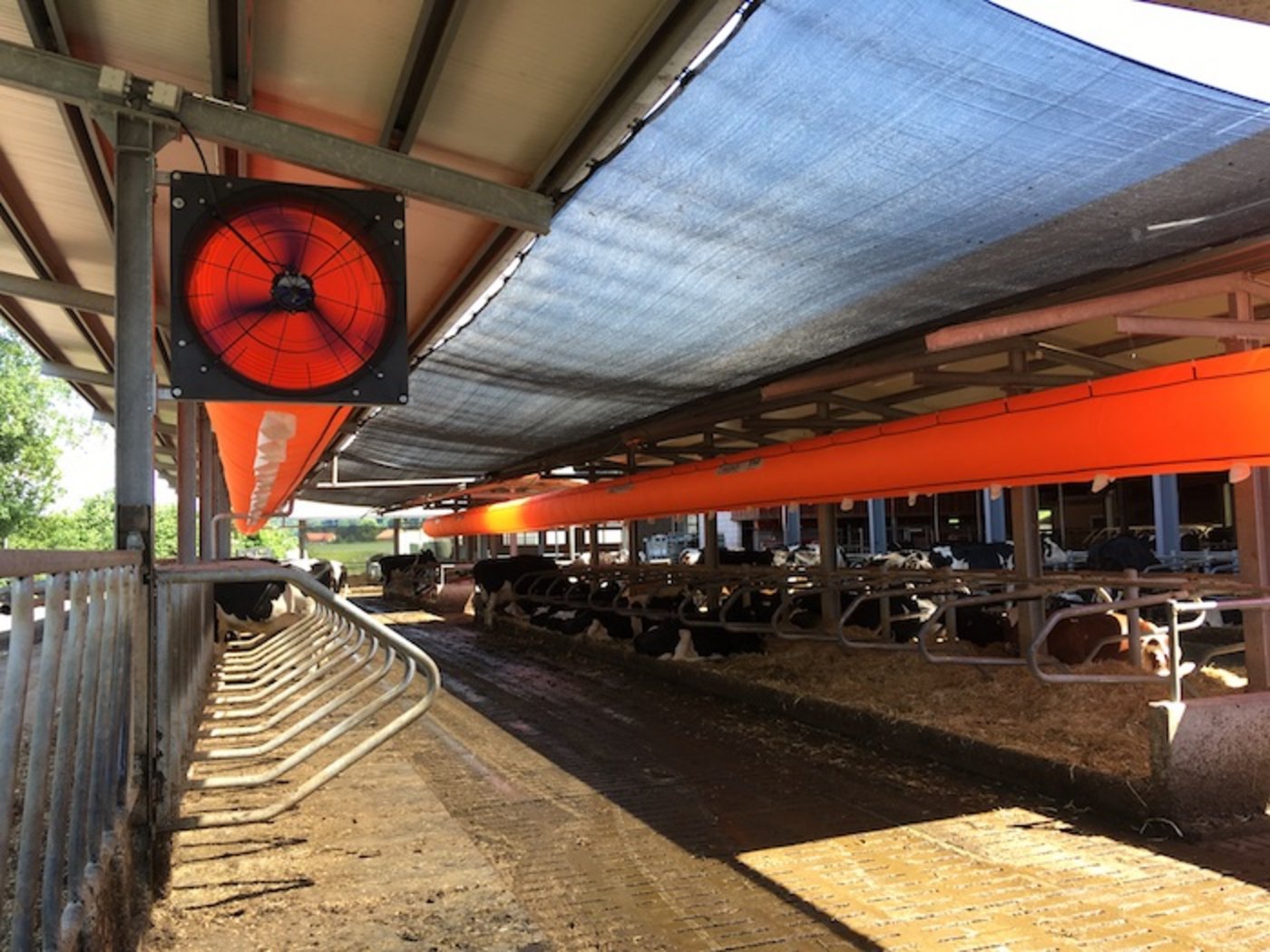 Die Kühe vom Steinhof Ruprecht sind unter einem Schattierungsnetz.   Dazu haben se im Aussenbereich an jedem Fress- und Liegeplatz einen "persönlichen" Luftstrahl welcher ihnen das Fressen und Liegen angenehmer macht. (Bild Jonas Ruprecht)