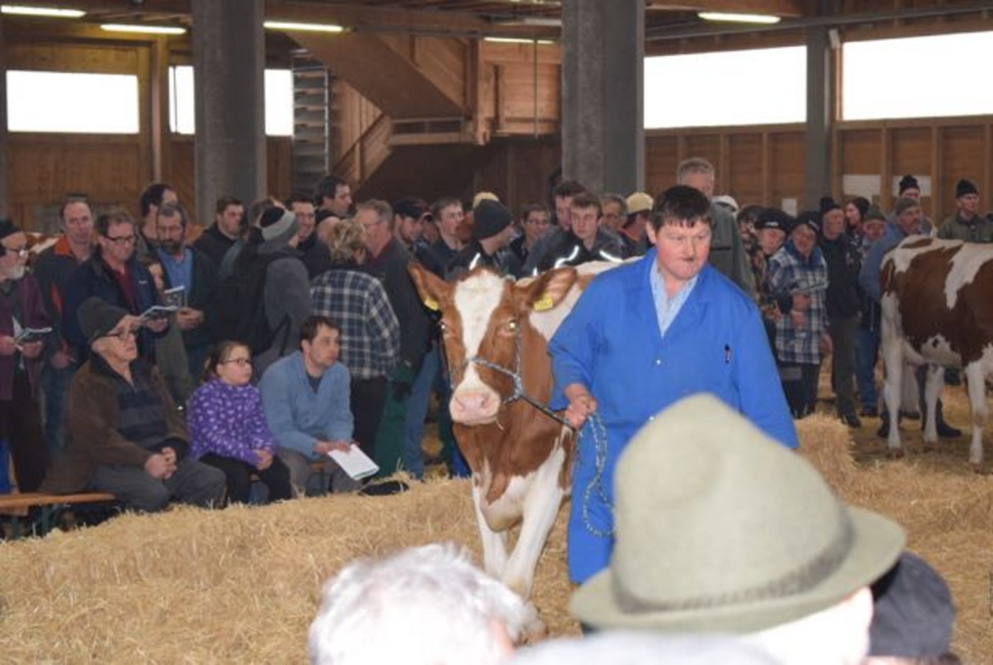 Am Freitag werden in Langnau BE 100 Stück Zucht- und Nutzvieh versteigert. (Bild dj)