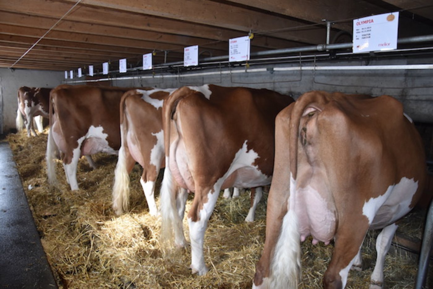 Solche Kühe hat nicht jeder im Stall. Delabays sind überzeugte SF-Züchter.