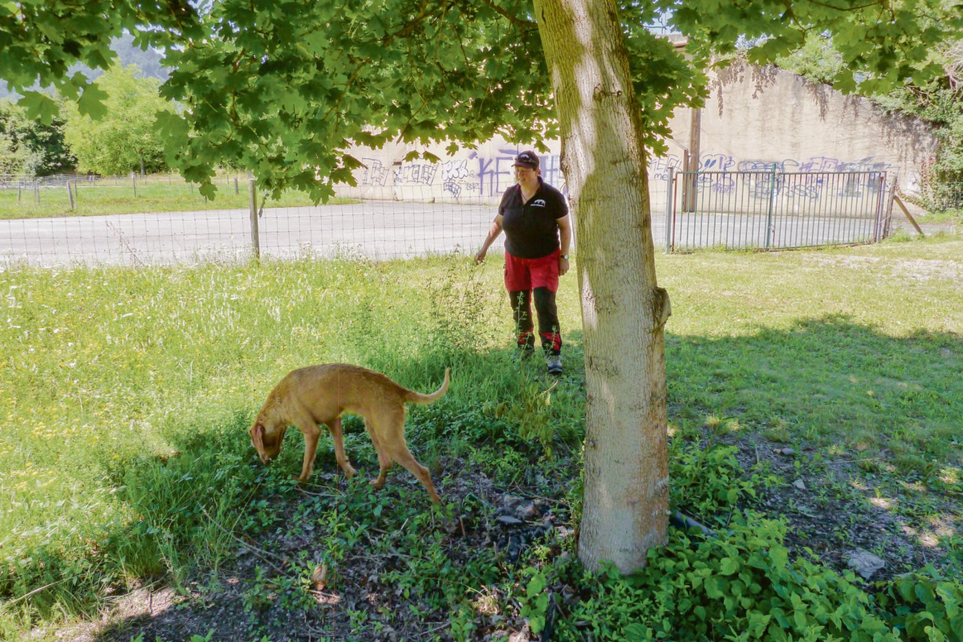 Spürhund Csilla ist bei der Arbeit. Halterin Barbara Heiniger bleibt im Hintergrund.(Bild jsc)