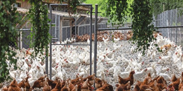 Auf dem Geflügelhof Schönenbühl werden die weissen und die braunen Legehennen gemausert. 