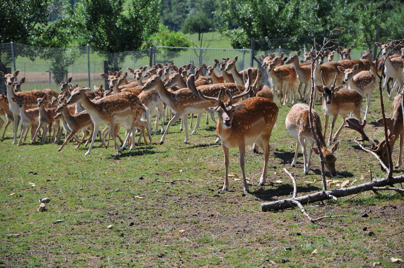 Hirsche brauchen viel Weidefläche. (Bild tw)