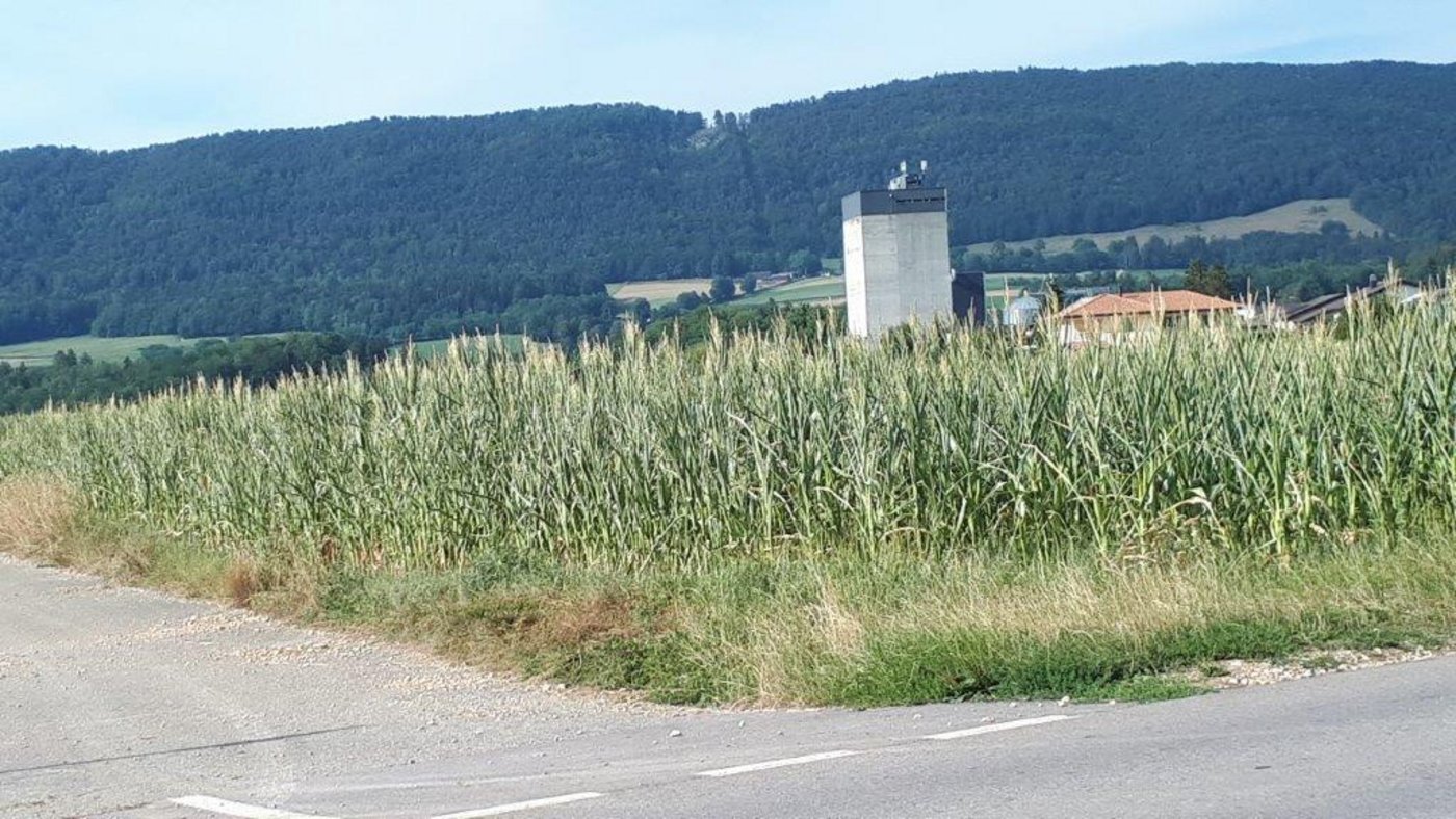 und die Maispflanzen dürr.