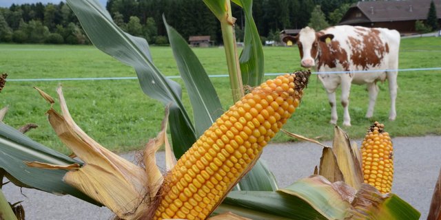 Im Kanton Luzern mit seinen vielen Kunstwiesen-Mais-Fruchtfolgen kann ein MWB-Projekt gestartet werden. (Archivbild BauZ)